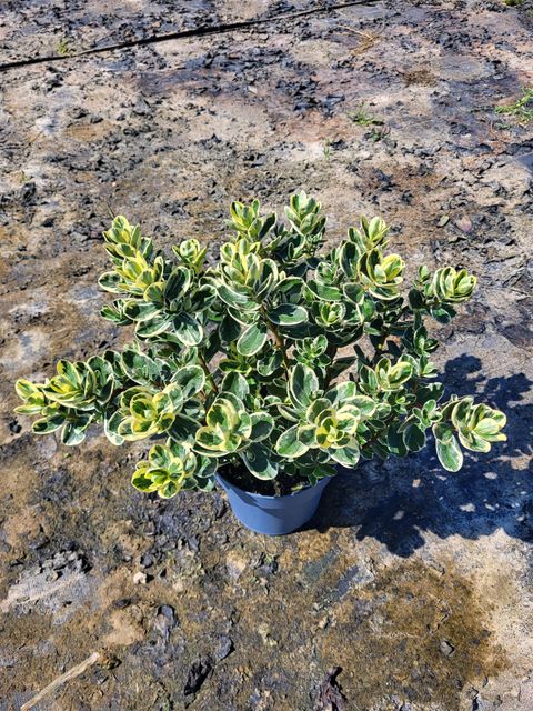 Hebe 'Delphine'