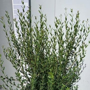 Phillyrea angustifolia
