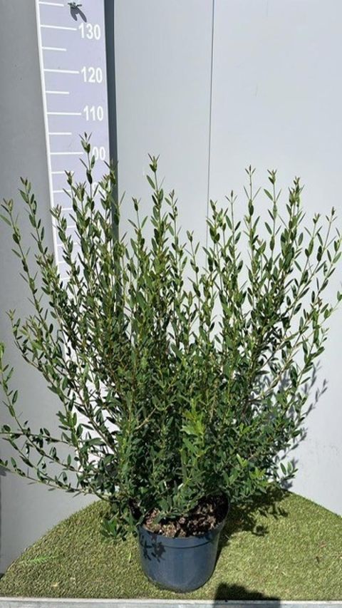 Phillyrea angustifolia