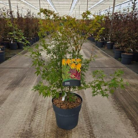 Acer palmatum 'Wilson's Pink Dwarf'