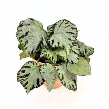 Begonia 'Silver Jewel'