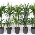 Dracaena MIX