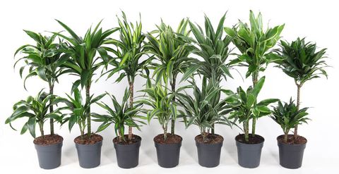 Dracaena MIX