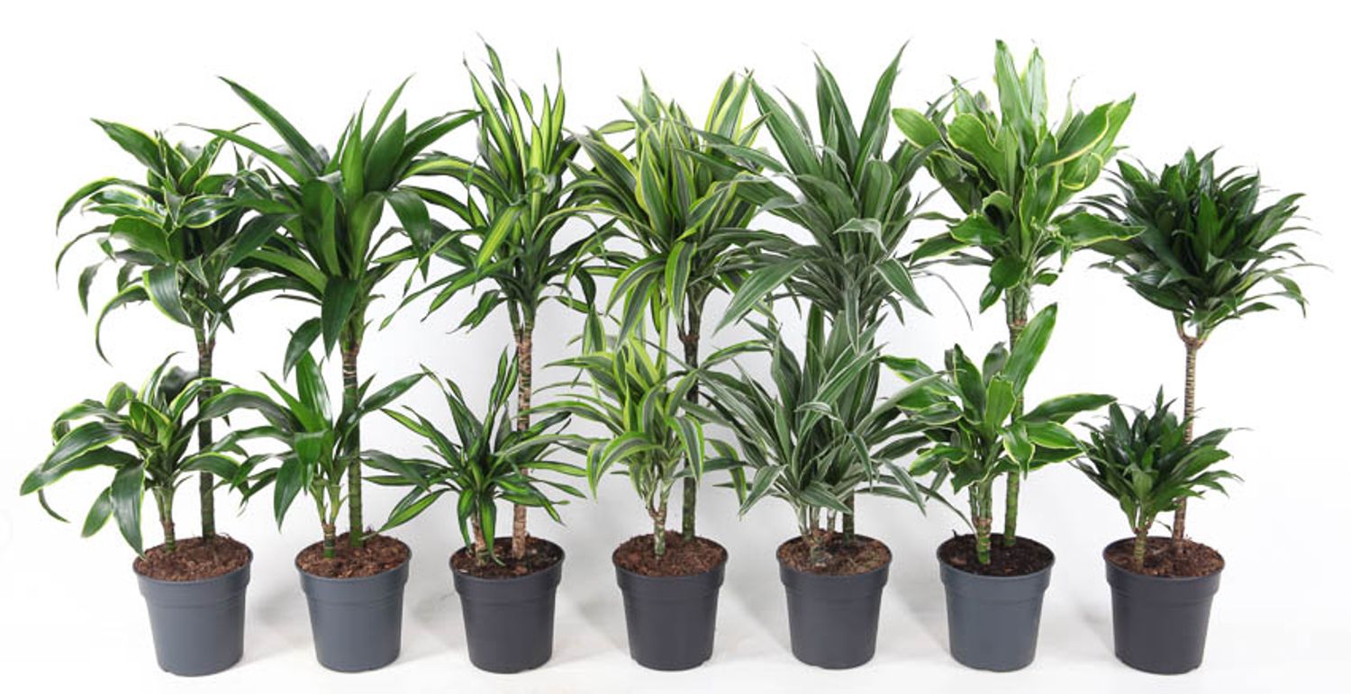 Dracaena MIX