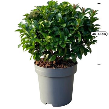 Prunus laurocerasus 'Ani'