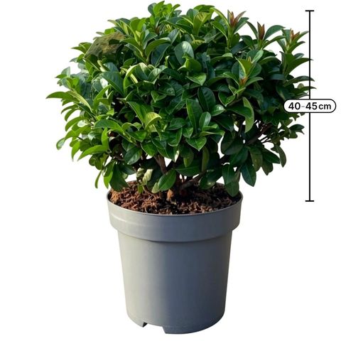 Prunus laurocerasus 'Ani'