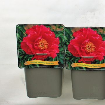 Paeonia 'Paula Fay'