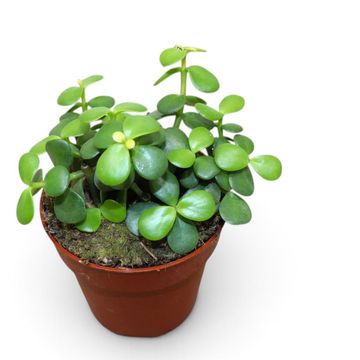 Portulacaria afra