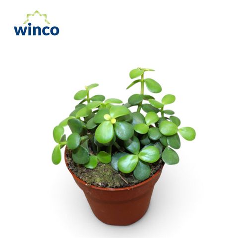 Portulacaria afra