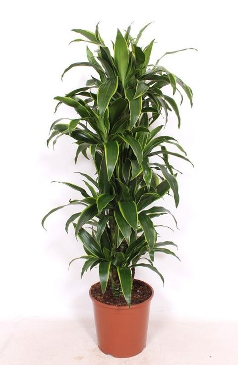 Dracaena fragrans 'Arturo'