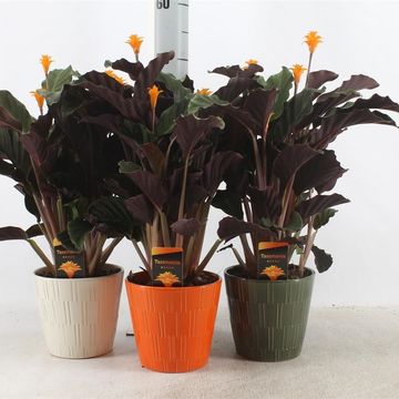 Calathea crocata TASSMINIA