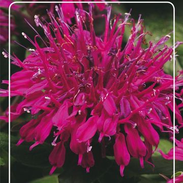 Monarda BALMY PURPLE