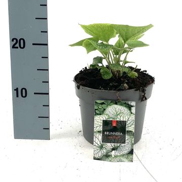 Brunnera macrophylla 'Jack Frost'