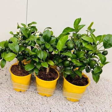 Citrus x meyeri 'Meyer'