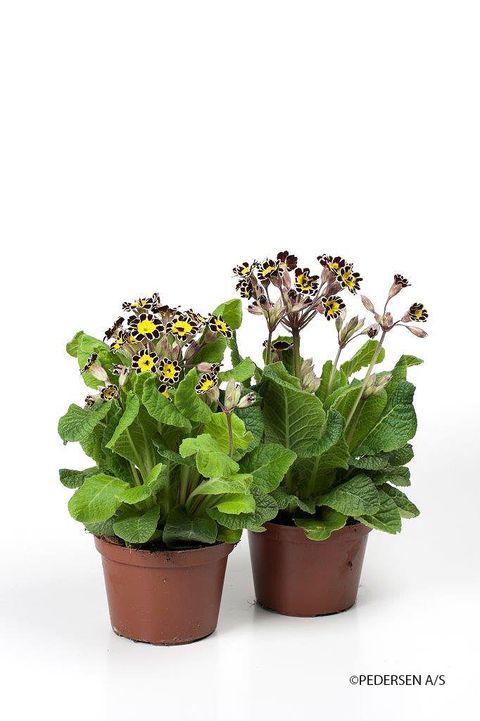 Primula 'Victoriana Silver'