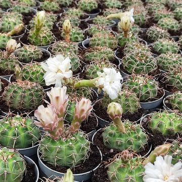 Gymnocalycium vatteri