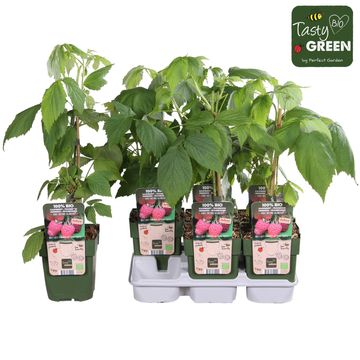 Rubus idaeus TWOTIMER SUGANA RED