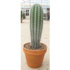 Pachycereus pringlei