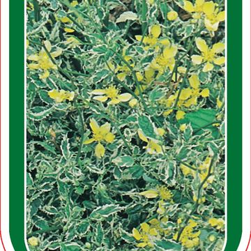 Kerria japonica 'Picta'