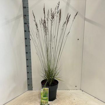 Molinia caerulea 'Moorflamme'