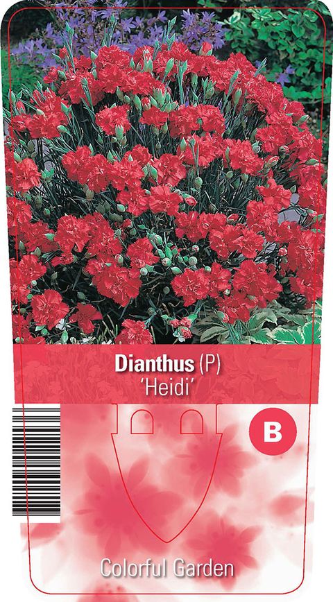 Dianthus 'Heidi'