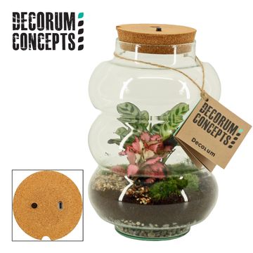 Kомпозиции Terrarium