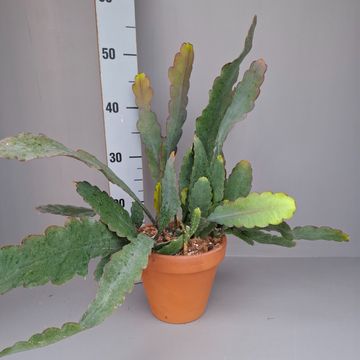 Epiphyllum 'Sarah Courant'