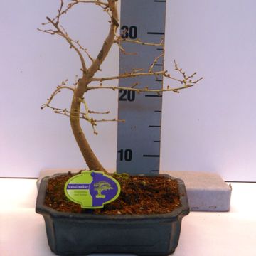 Pseudolarix amabilis