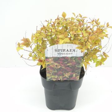 Spiraea japonica 'Firelight'