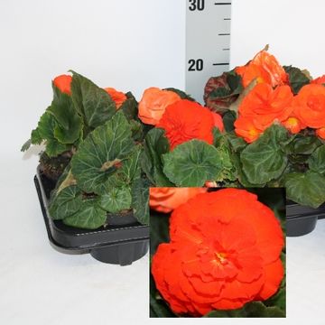 Begonia 'Fortune Orange Shades'