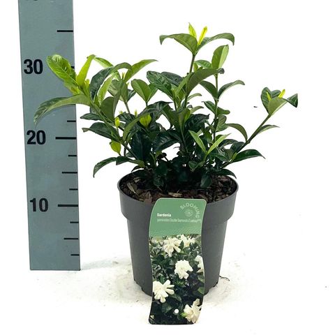 Gardenia jasminoides DOUBLE DIAMONDS
