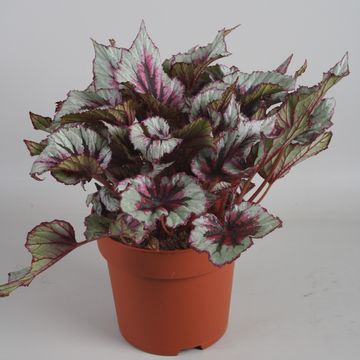 Begonia BELEAF MIX