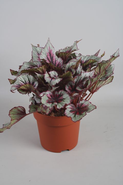 Begonia BELEAF MIX