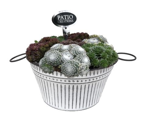 Composizione Sempervivum