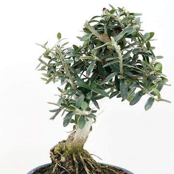 Olea europaea sylvestris