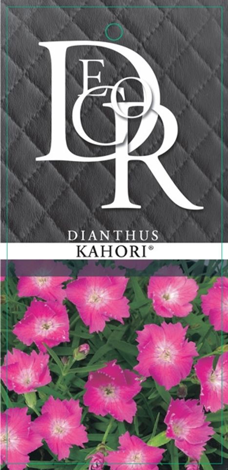 Dianthus superbus KAHORI PINK