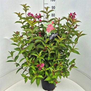 Weigela 'Bristol Ruby'