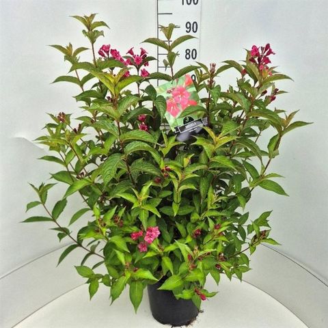 Weigela 'Bristol Ruby'