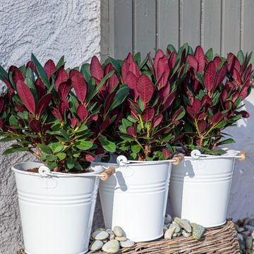 Rhododendron 'Wine and Roses'