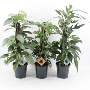 Houseplants MIX