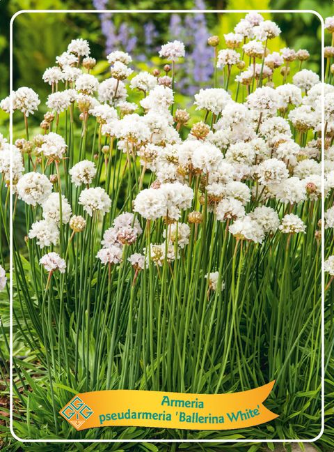 Armeria pseudarmeria 'Ballerina White'