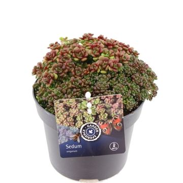 Sedum oreganum