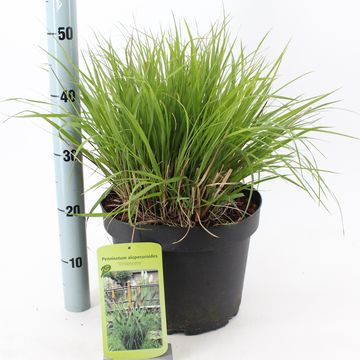 Pennisetum alopecuroides viridescens