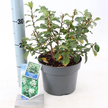 Escallonia 'Iveyi'