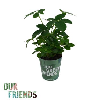 Schefflera arboricola