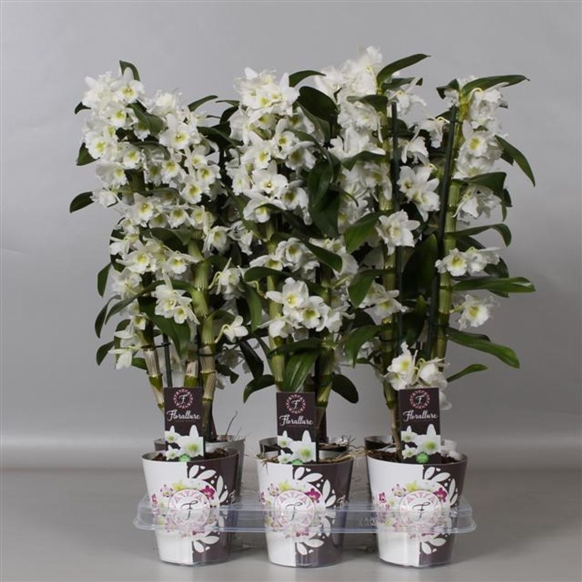 Dendrobium Nobile Star Class Apollon — Plant Wholesale Floraccess