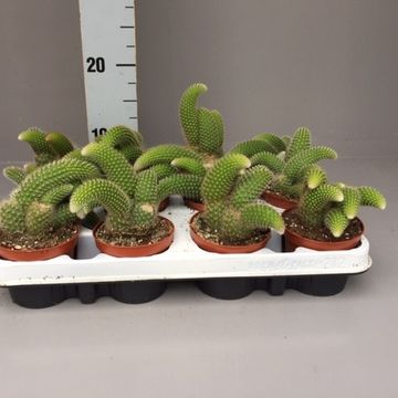 Hildewintera colademononis