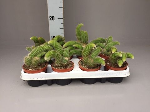 Hildewintera colademononis