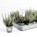 Calluna vulgaris GARDEN GIRLS FLUFFY