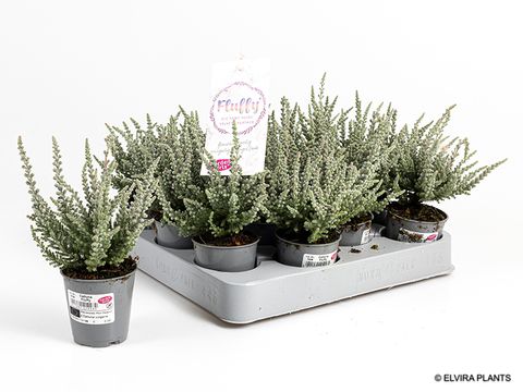 Calluna vulgaris GARDEN GIRLS FLUFFY